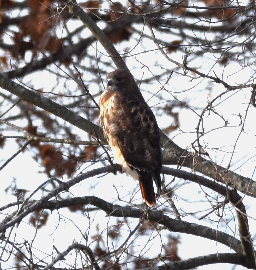 Red-tailed Hawk - ML611720091