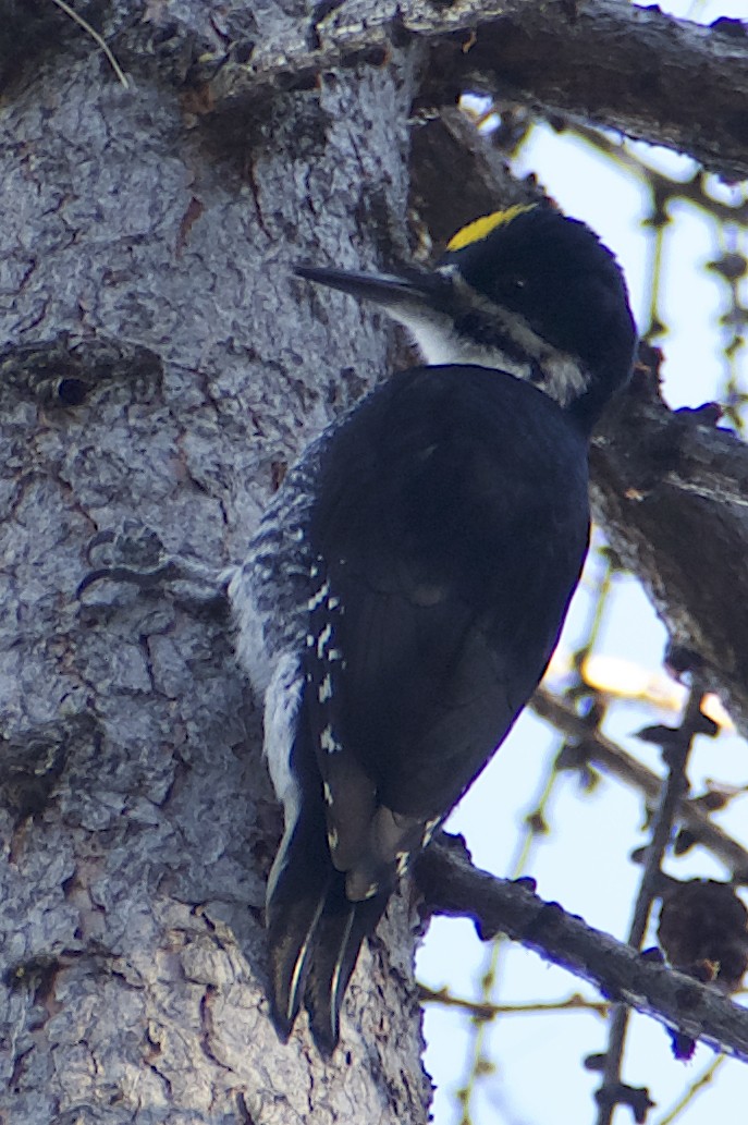 Black-backed Woodpecker - ML611720253