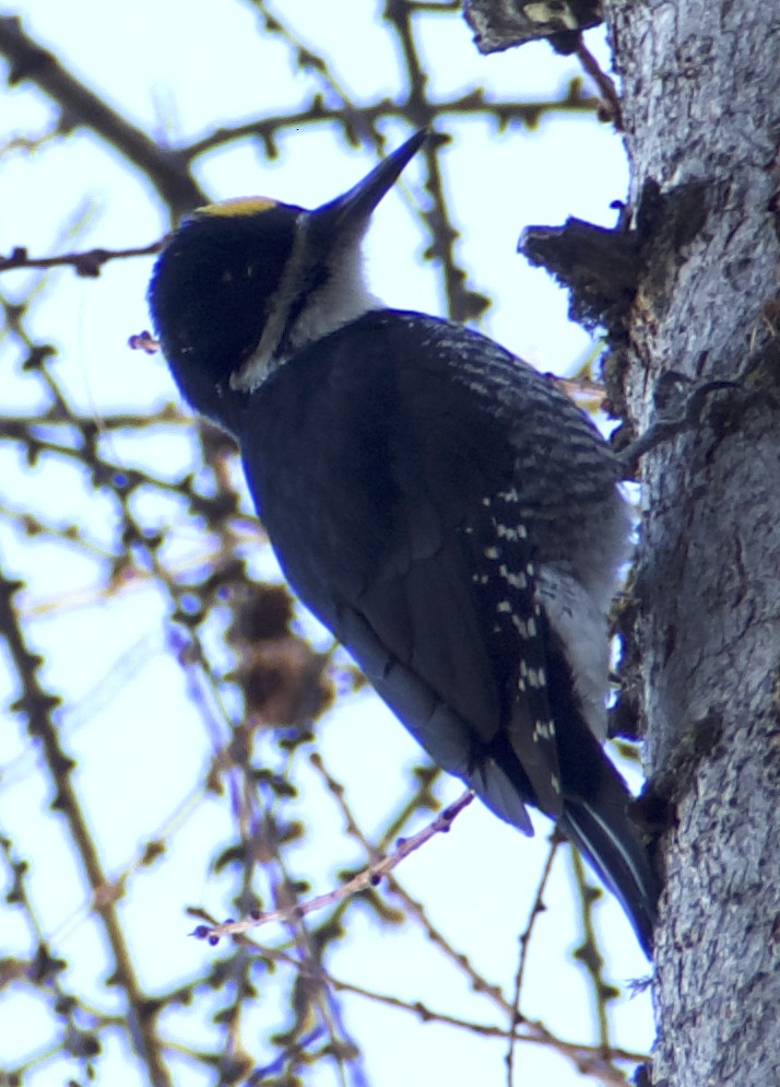 Black-backed Woodpecker - ML611720264