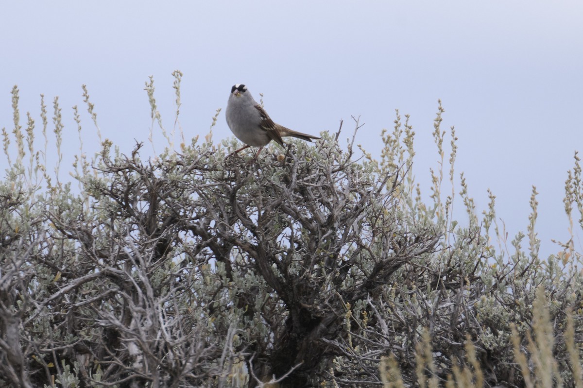 White-crowned Sparrow - ML611720284
