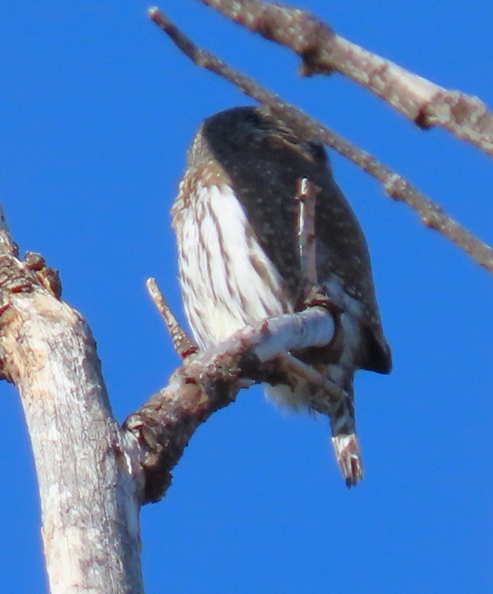 Northern Pygmy-Owl - Robin Wolcott