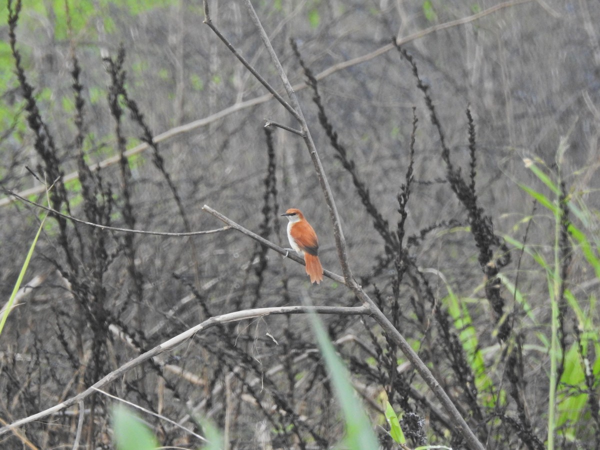 Red-and-white Spinetail - ML611721204