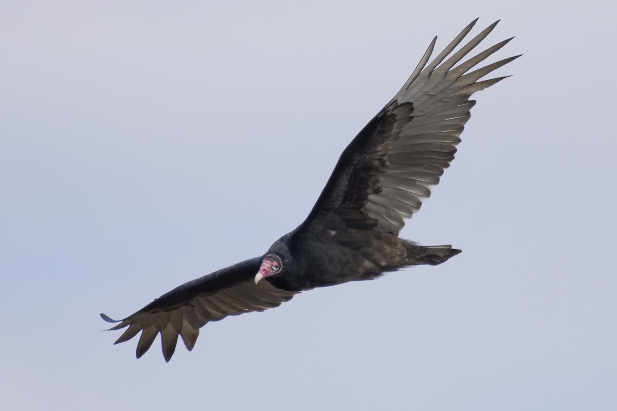 Turkey Vulture - ML611721259