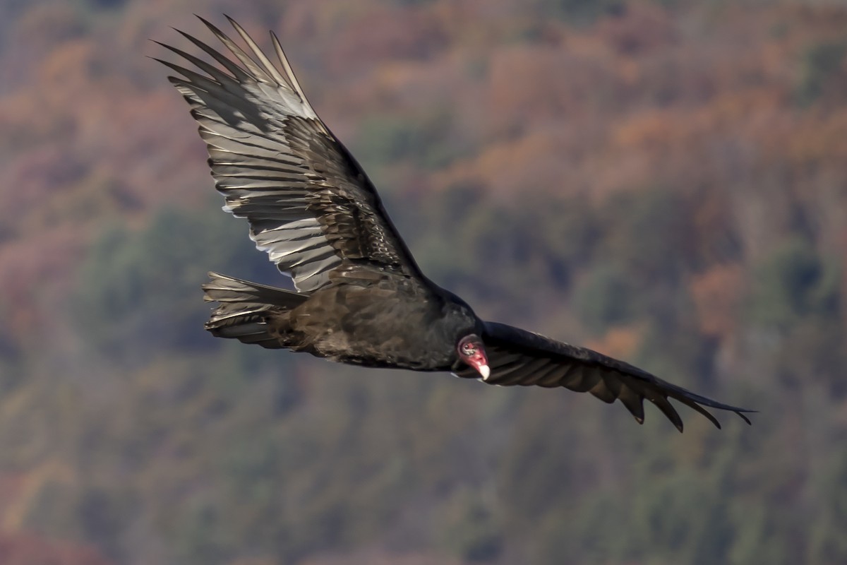 Turkey Vulture - ML611721261