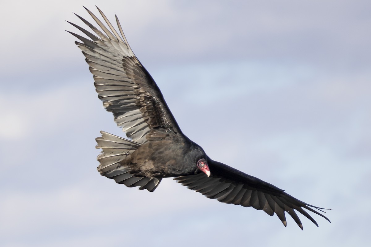 Turkey Vulture - ML611721262