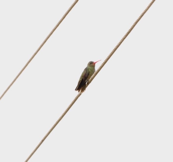 Gilded Hummingbird - ML611721353