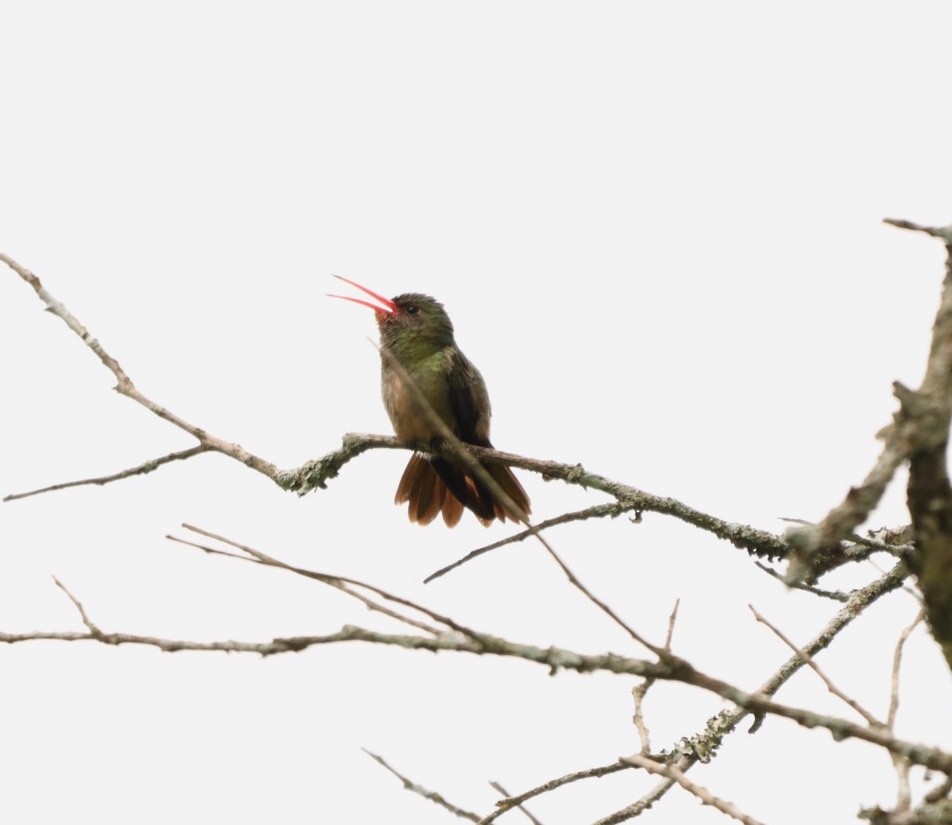 Gilded Hummingbird - ML611721354