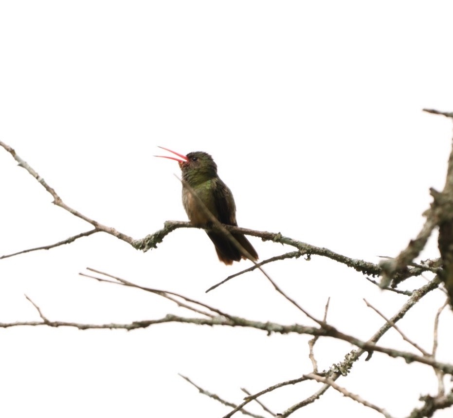 Gilded Hummingbird - ML611721355