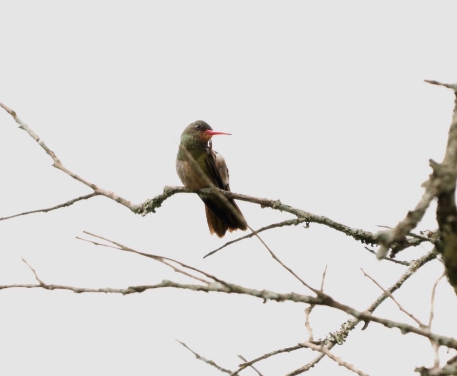 kolibřík zlacený - ML611721356