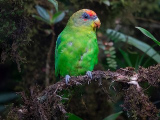  - Red-fronted Parrotlet
