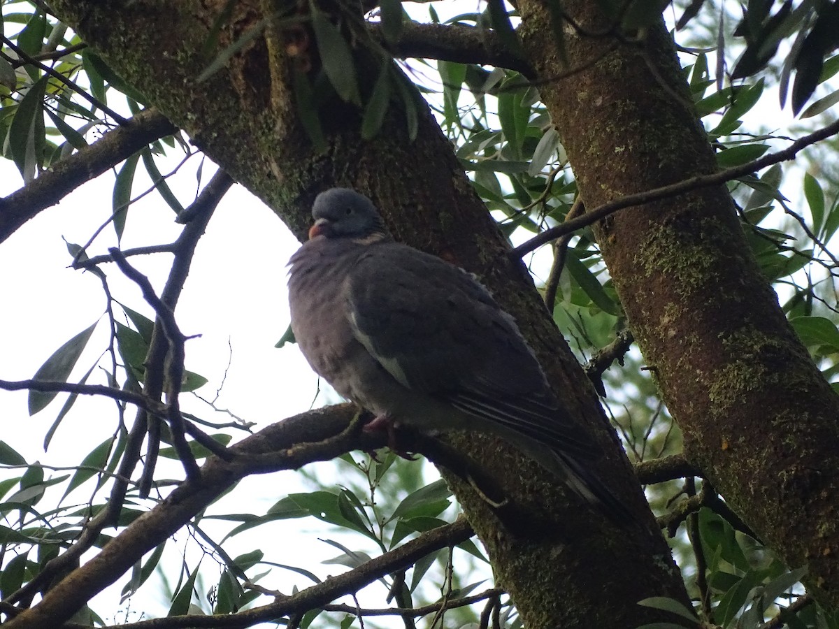 Common Wood-Pigeon - ML611721642