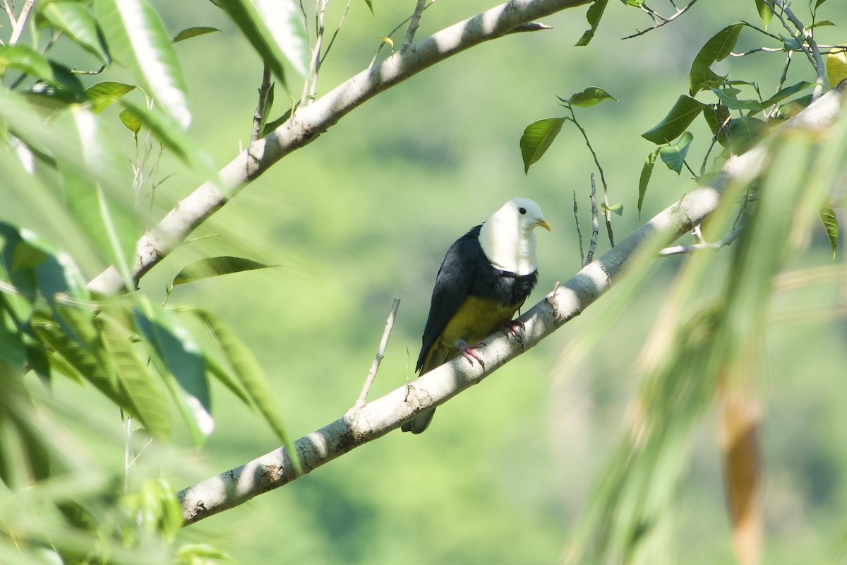 holub černohřbetý - ML611721694