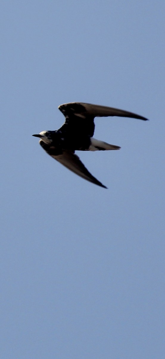 White-winged Tern - ML611721770