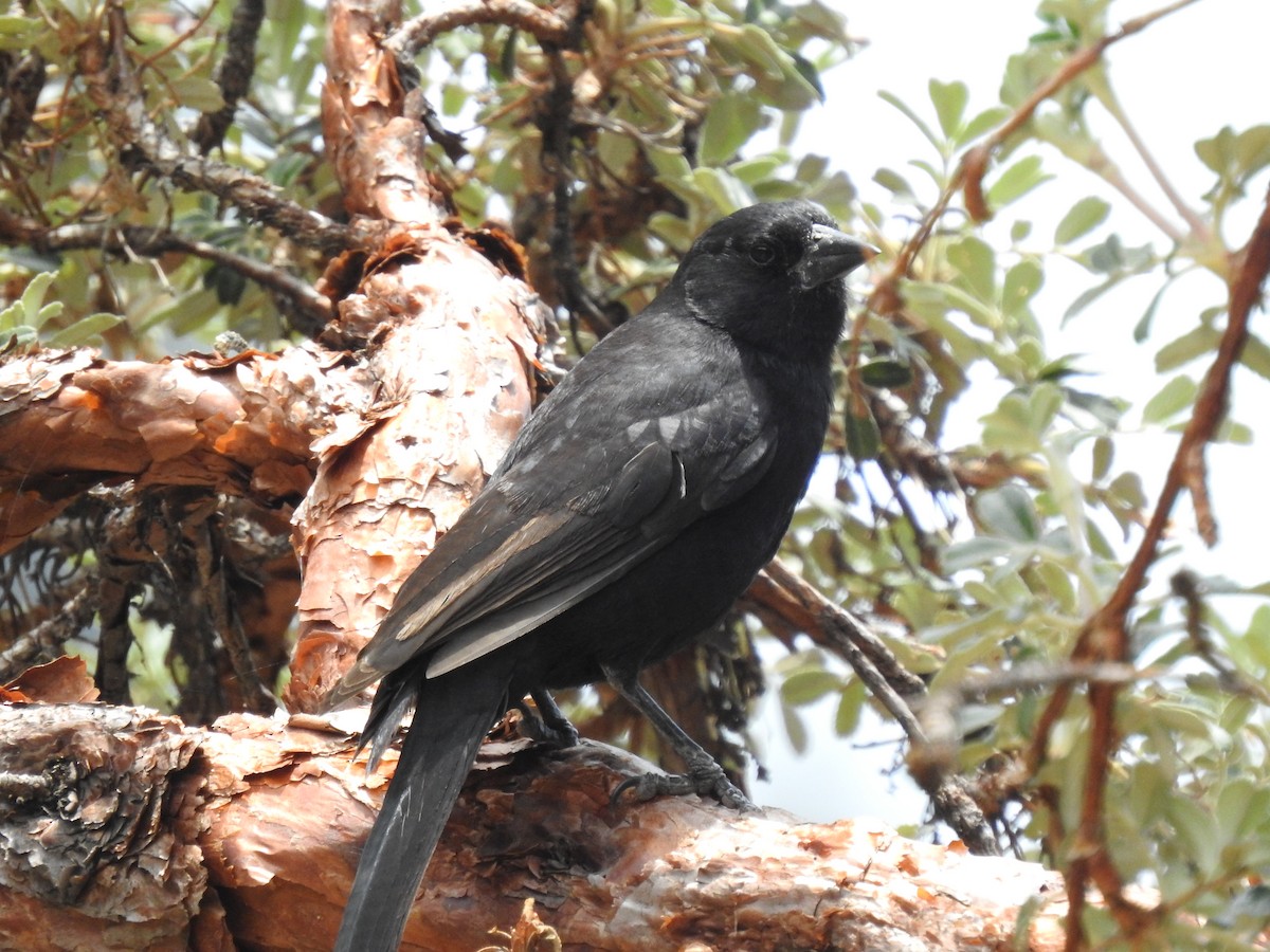 Bolivian Blackbird - ML611721890