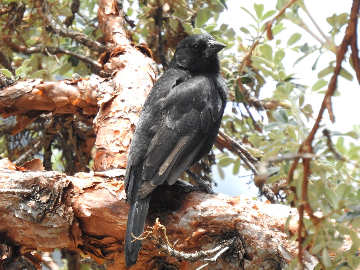 Bolivian Blackbird - ML611721891