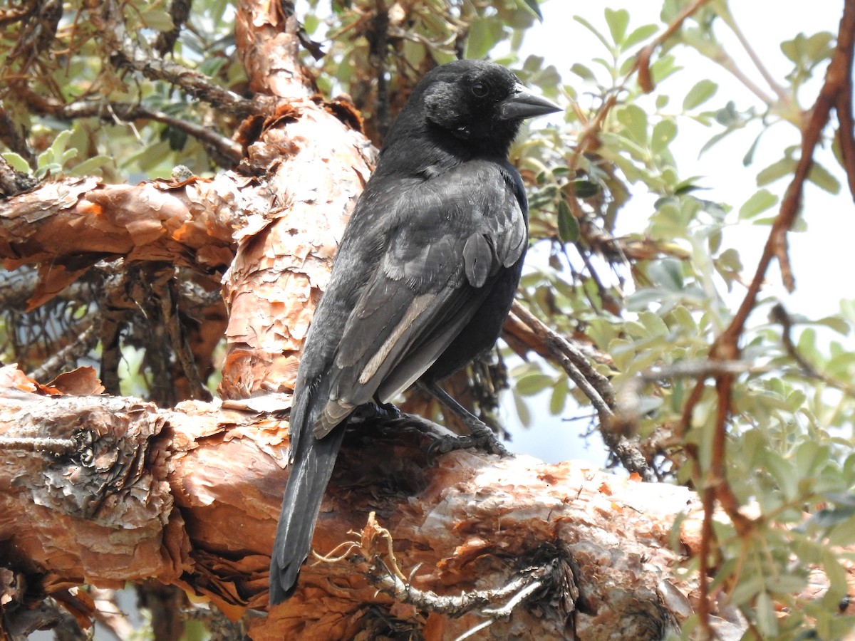 Bolivian Blackbird - ML611721892