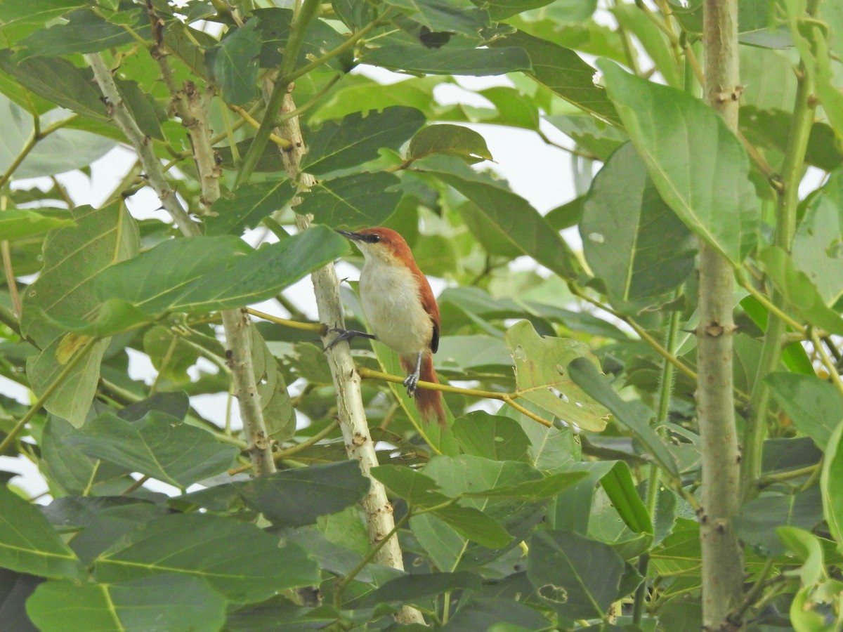 Red-and-white Spinetail - ML611722005