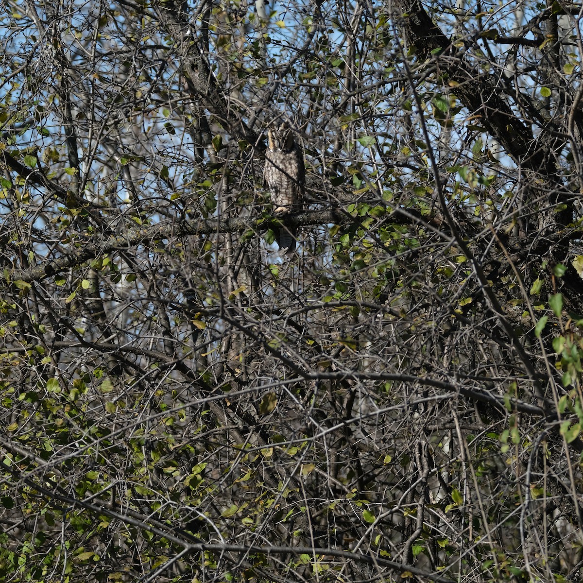 Long-eared Owl - ML611722031