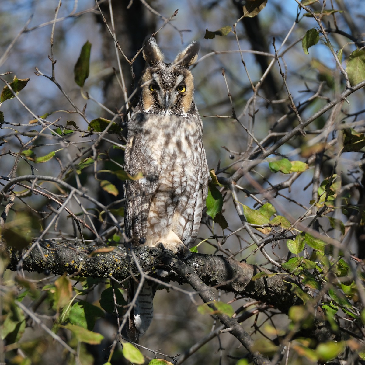 Long-eared Owl - ML611722032