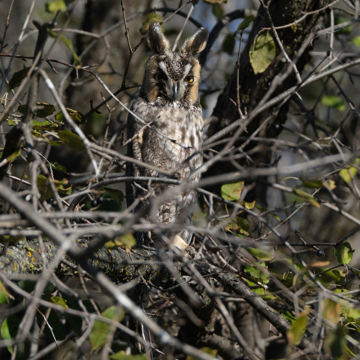Long-eared Owl - ML611722034