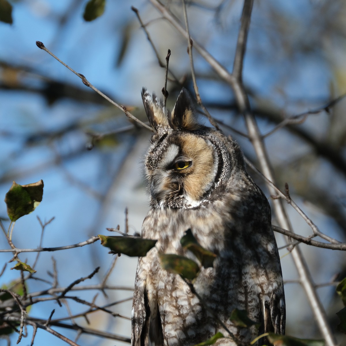 Long-eared Owl - ML611722035