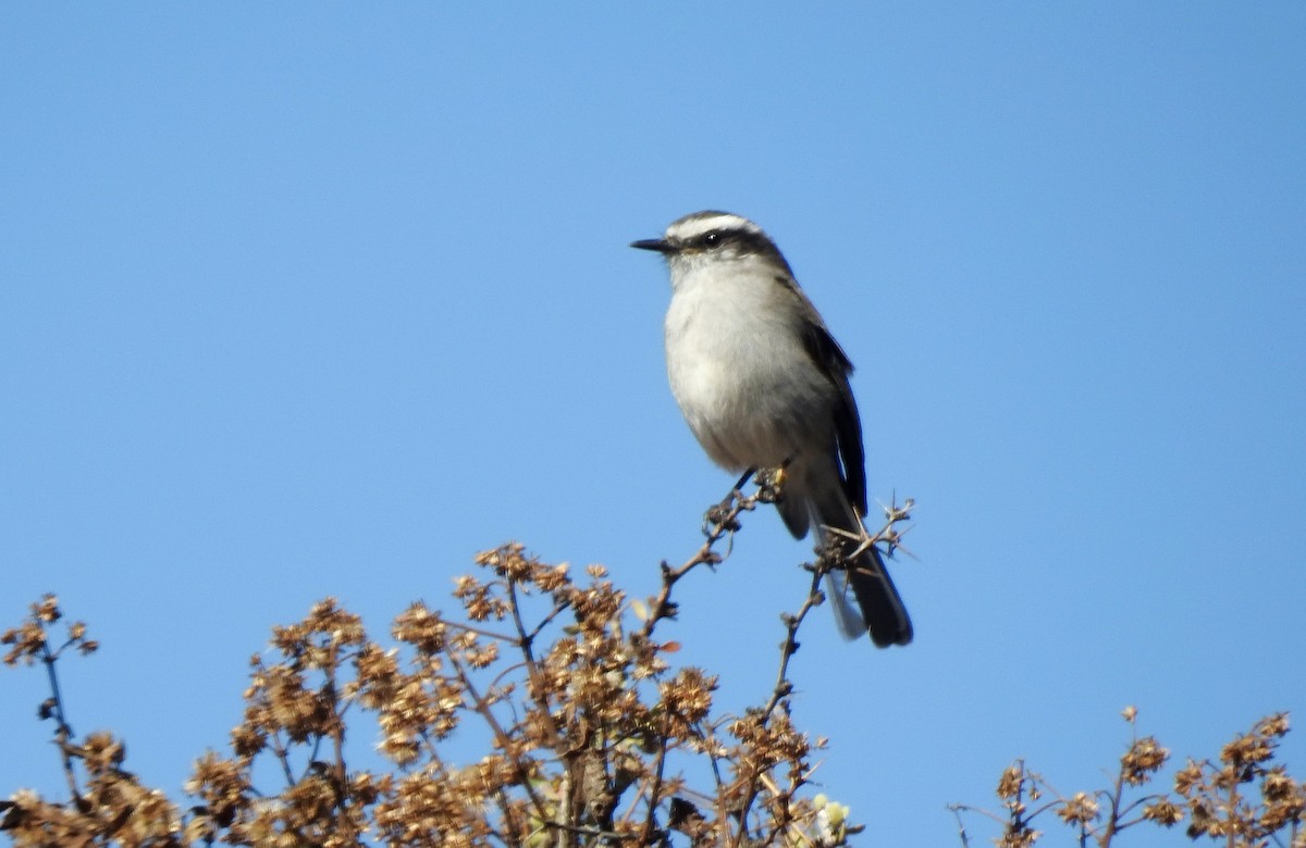 White-browed Chat-Tyrant - ML611722080