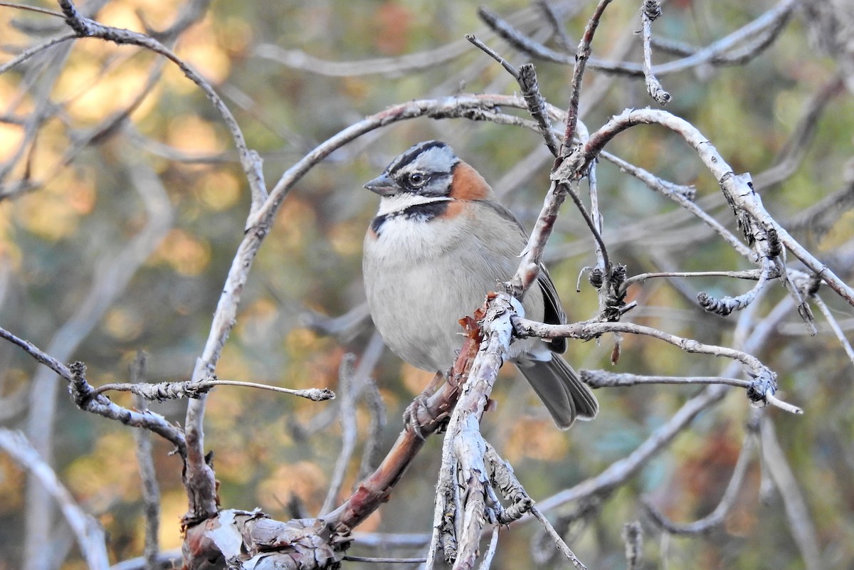 Rufous-collared Sparrow - ML611722087