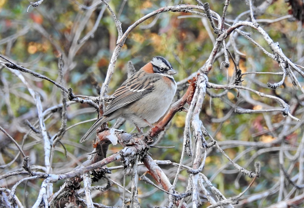 Rufous-collared Sparrow - ML611722090