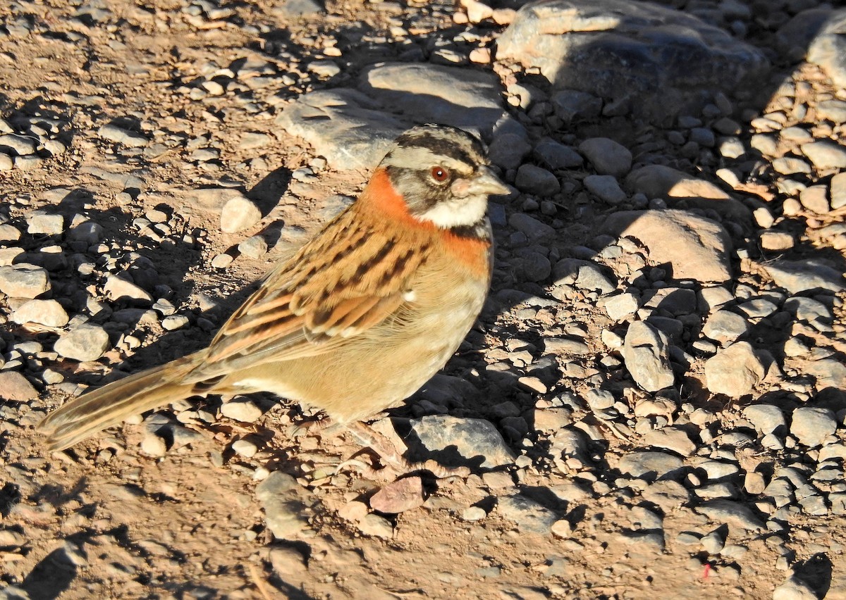 Rufous-collared Sparrow - ML611722092