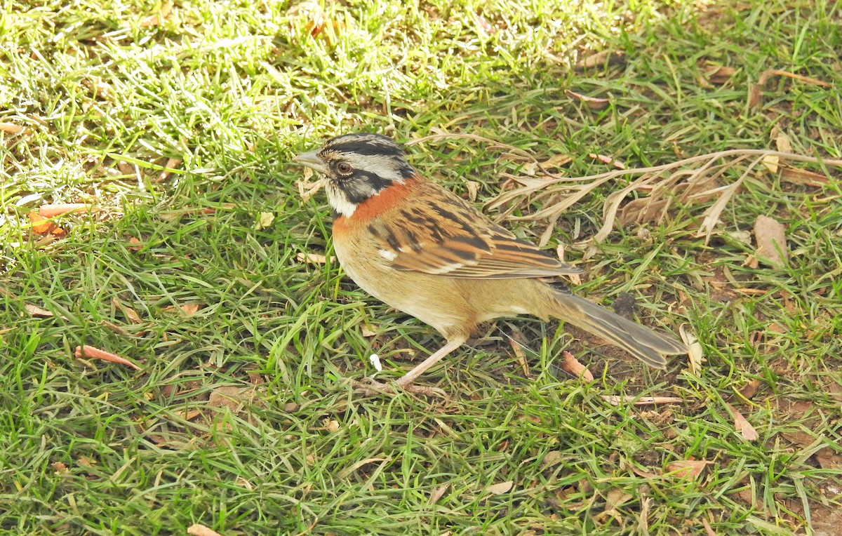 Rufous-collared Sparrow - ML611722093