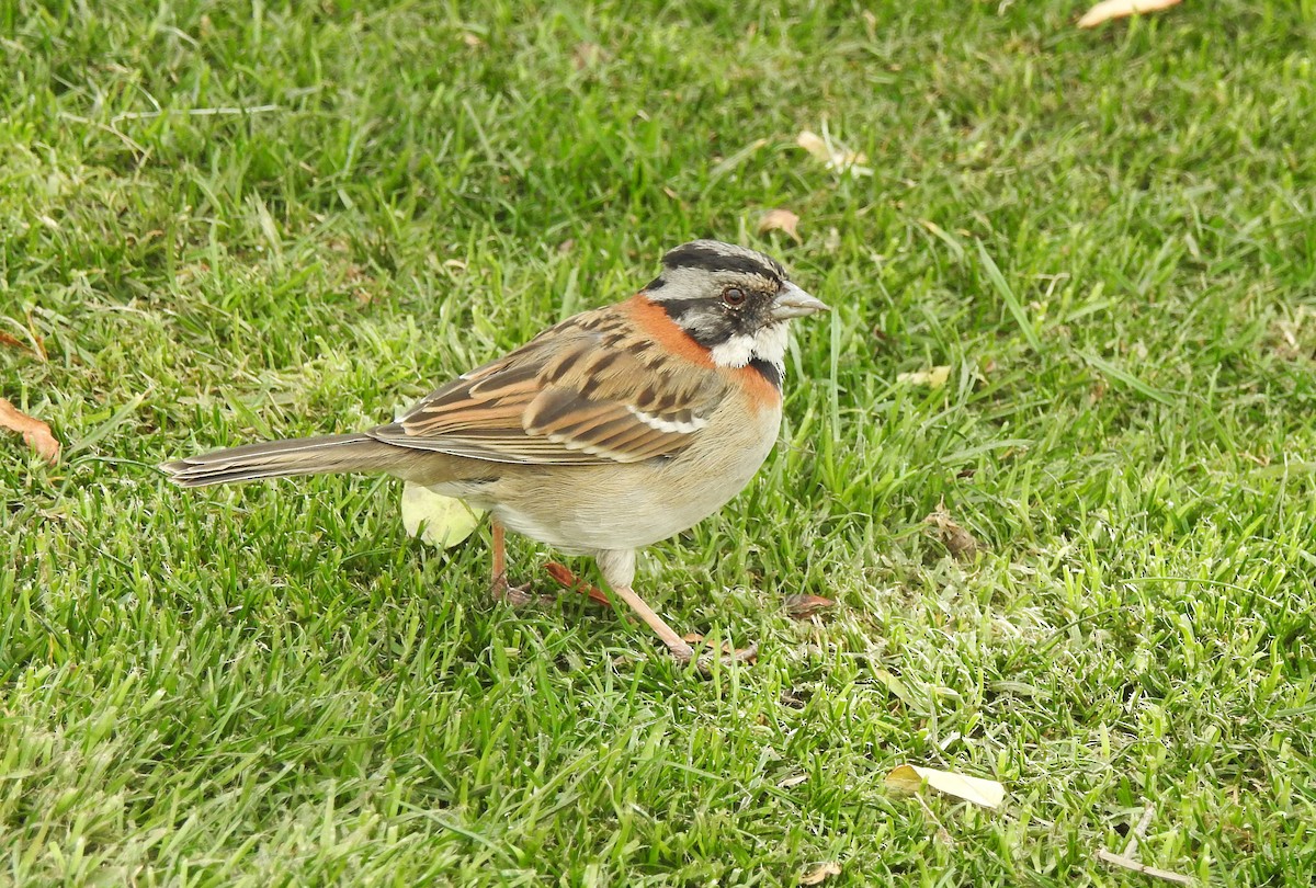 Rufous-collared Sparrow - ML611722094