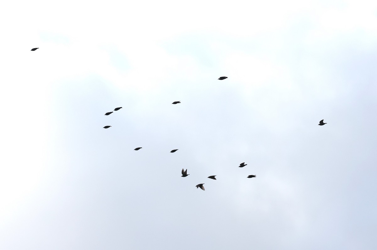 European Starling - ML611722099