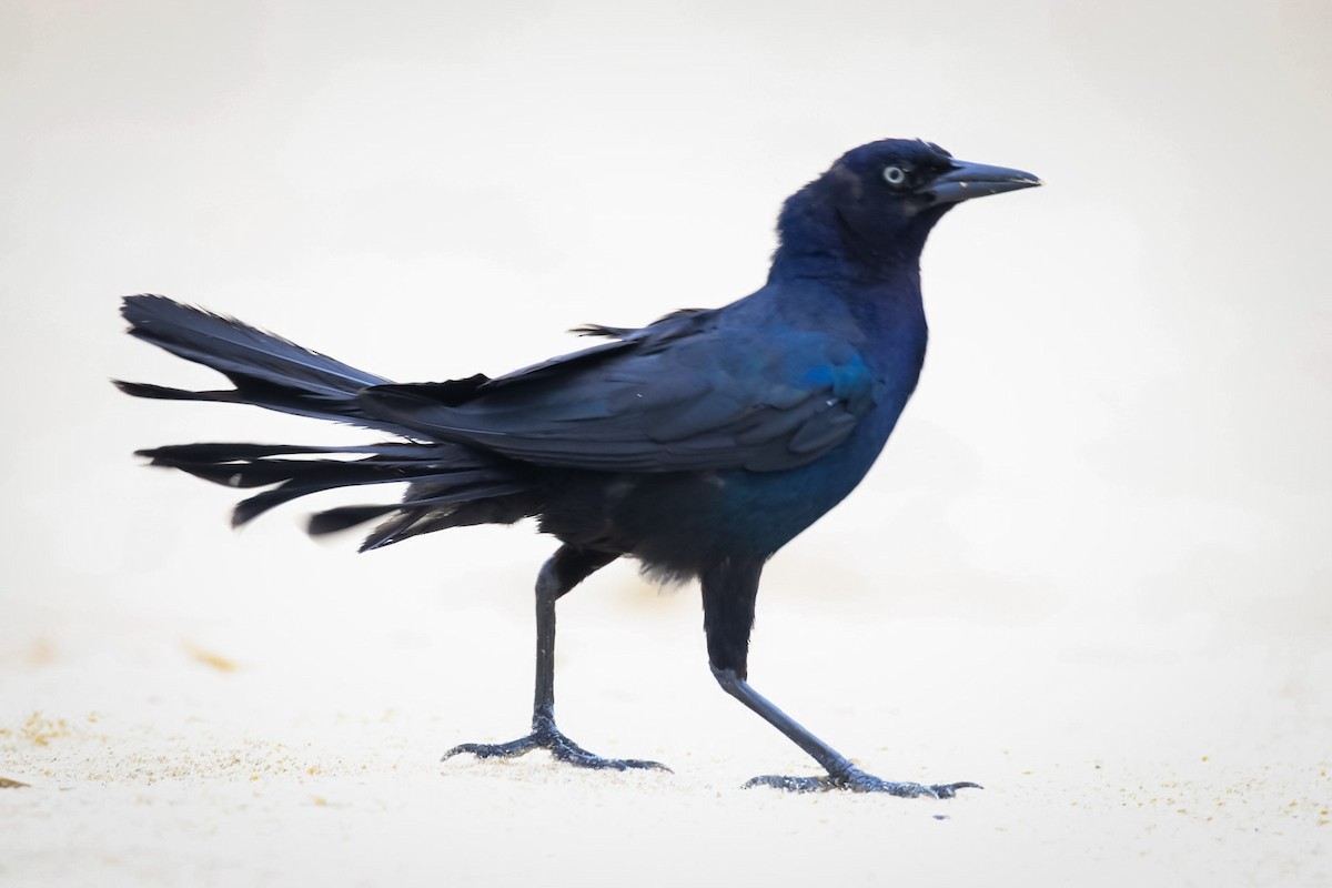 Boat-tailed Grackle - ML611722140