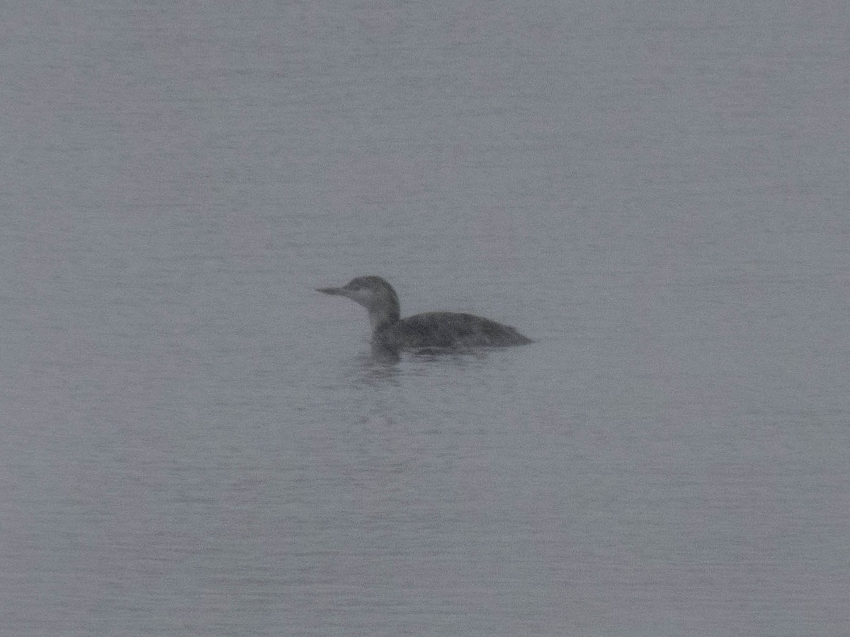 Red-throated Loon - ML611722188