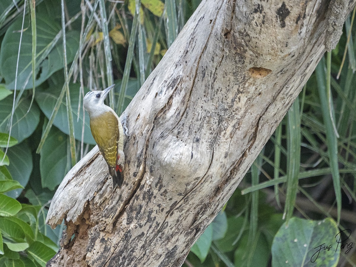 African Gray Woodpecker - ML611722433