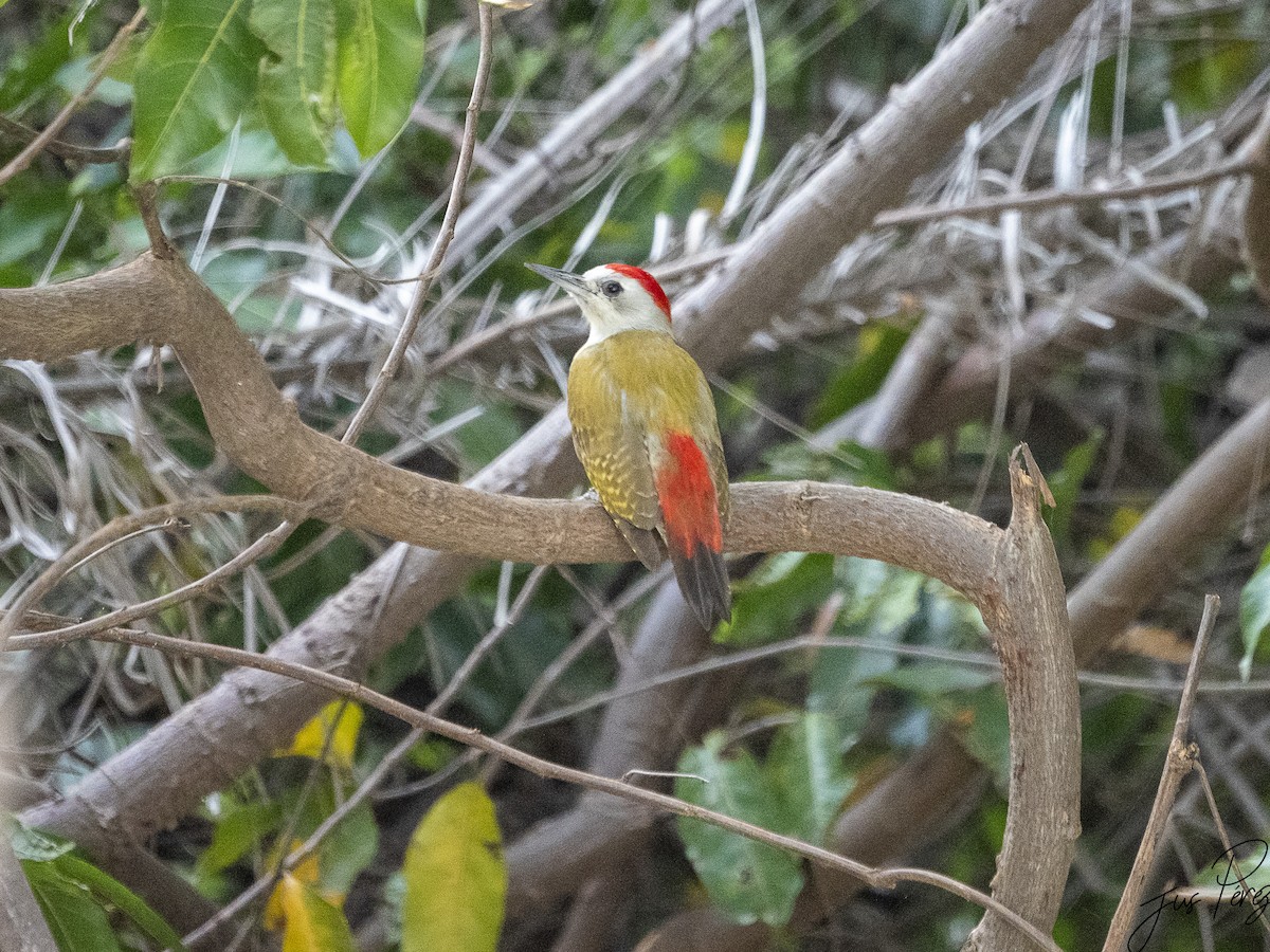 African Gray Woodpecker - ML611722434