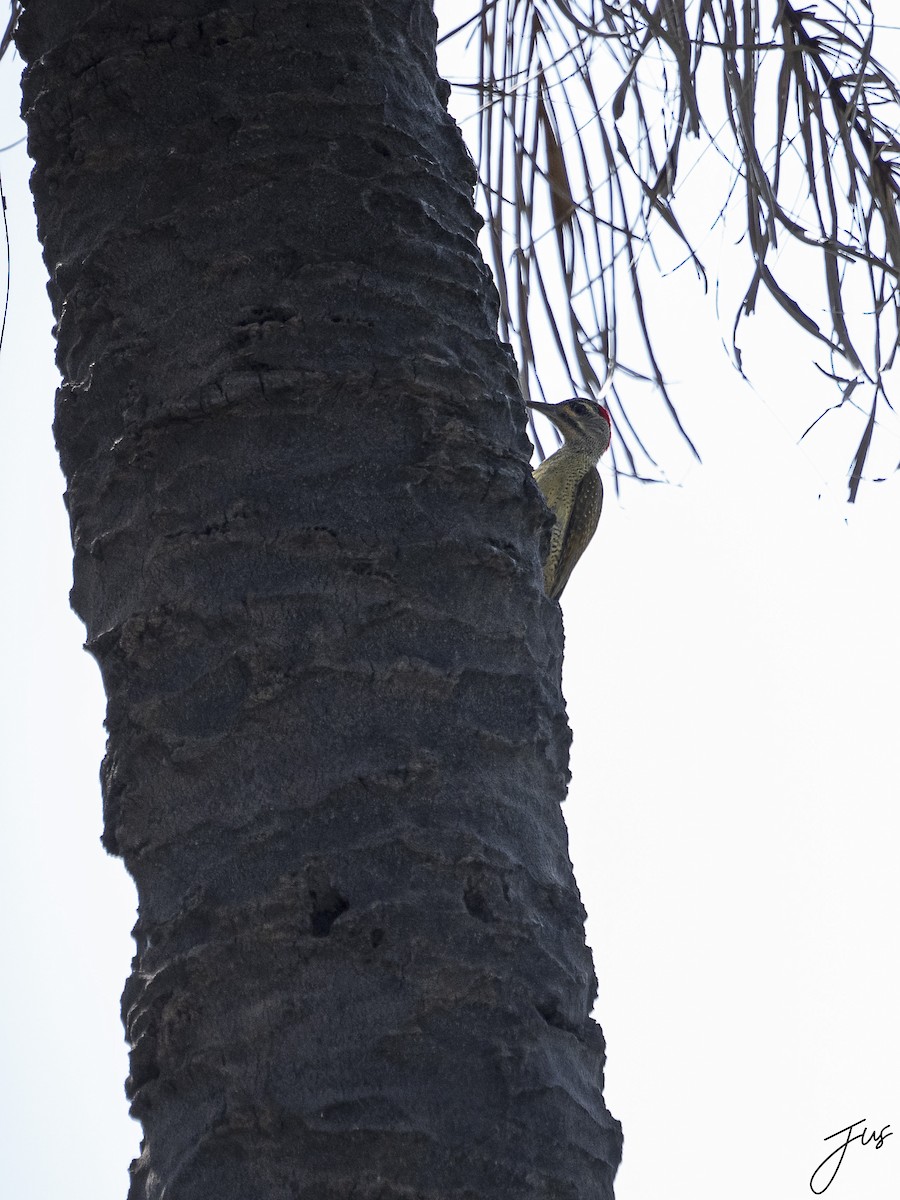Fine-spotted Woodpecker - ML611722435