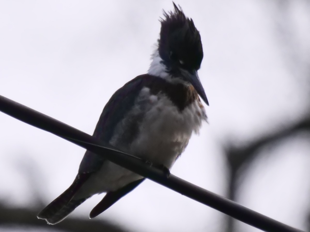 Belted Kingfisher - ML611722453