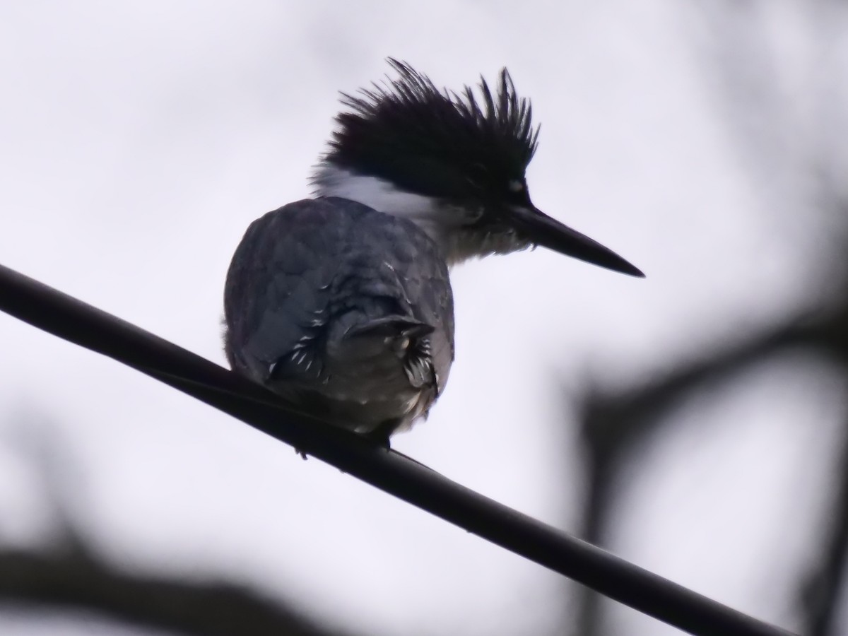 Belted Kingfisher - ML611722454