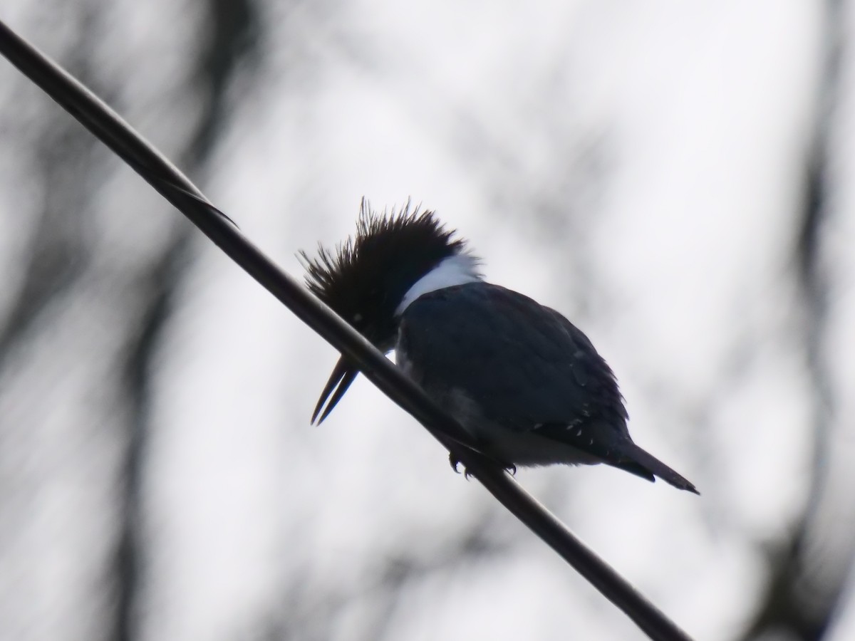 Belted Kingfisher - ML611722455