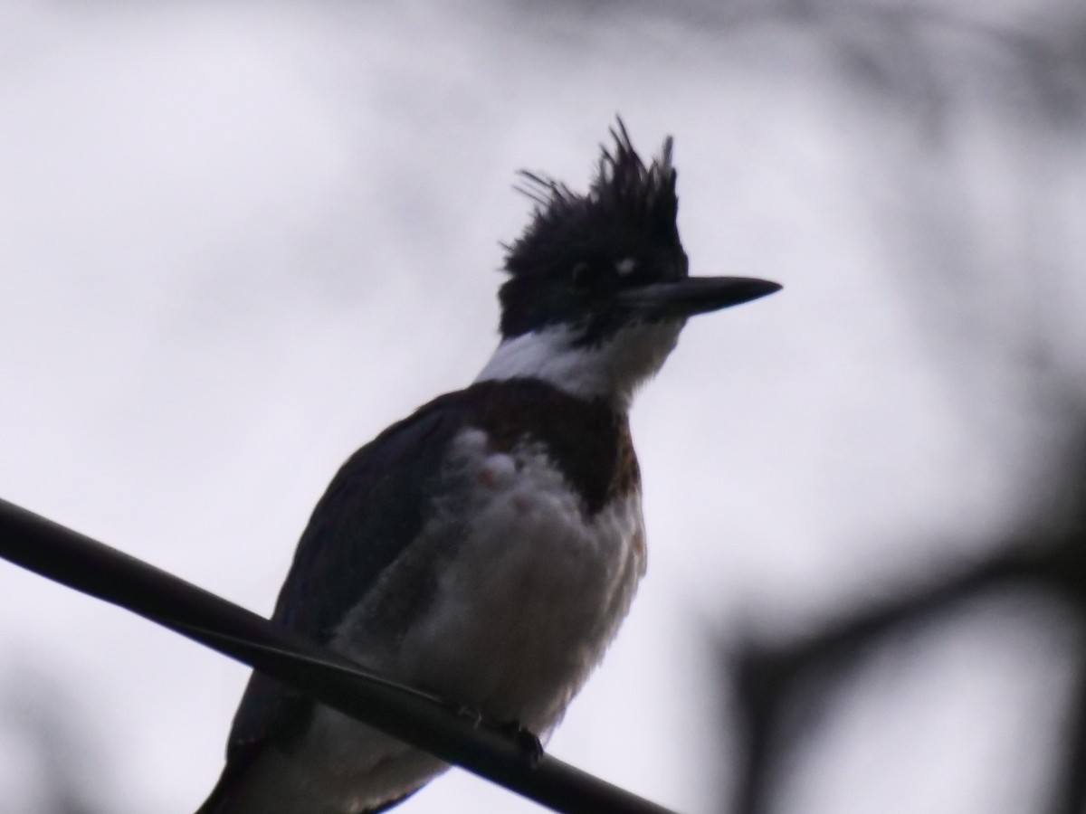 Belted Kingfisher - ML611722456
