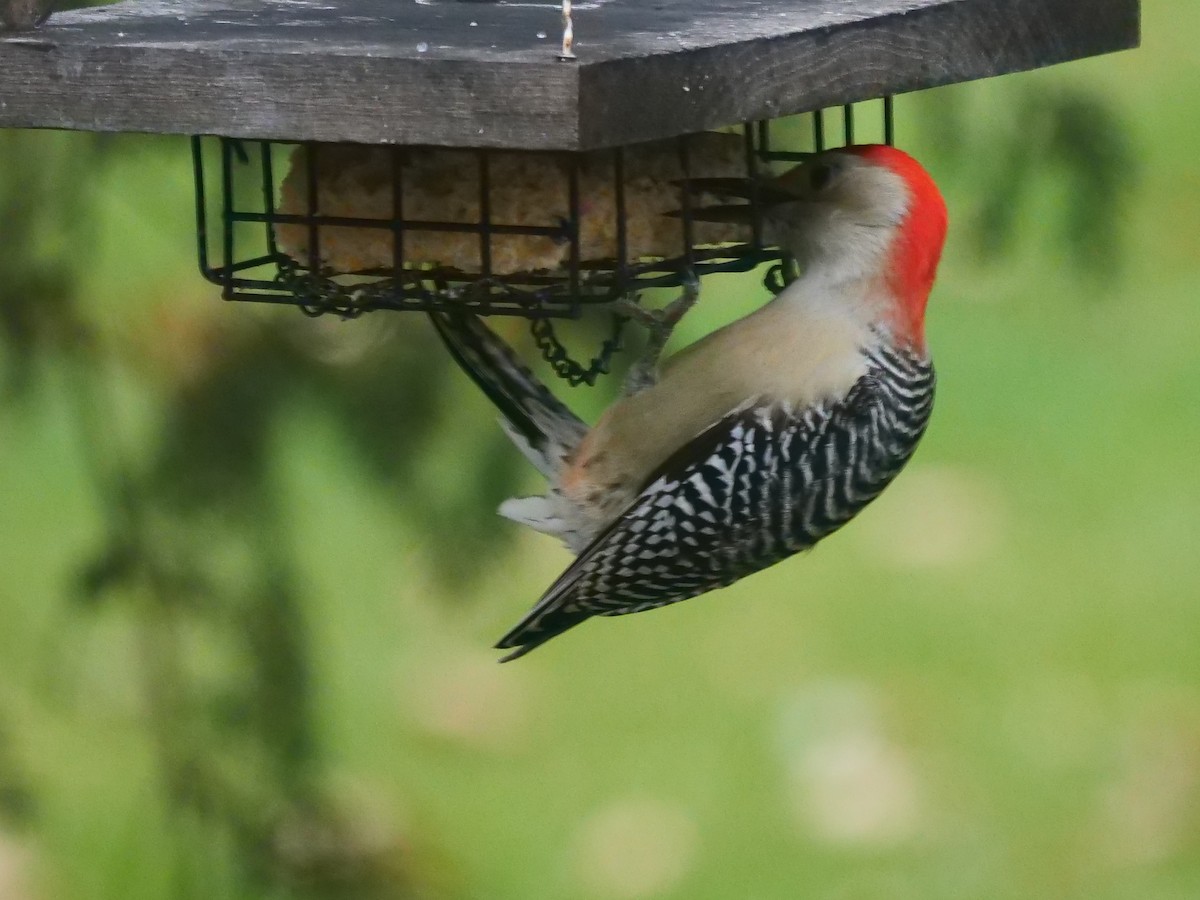 Red-bellied Woodpecker - ML611722513