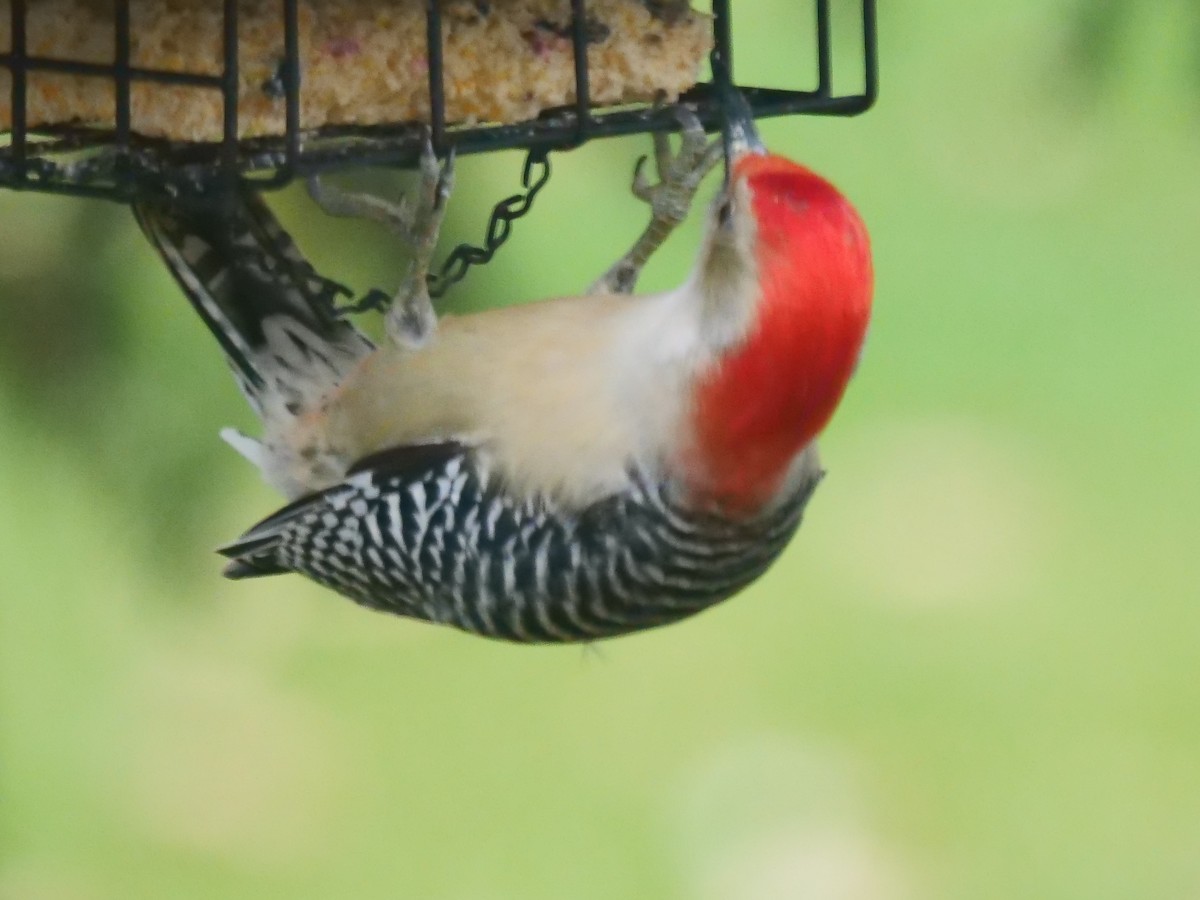 Red-bellied Woodpecker - ML611722514