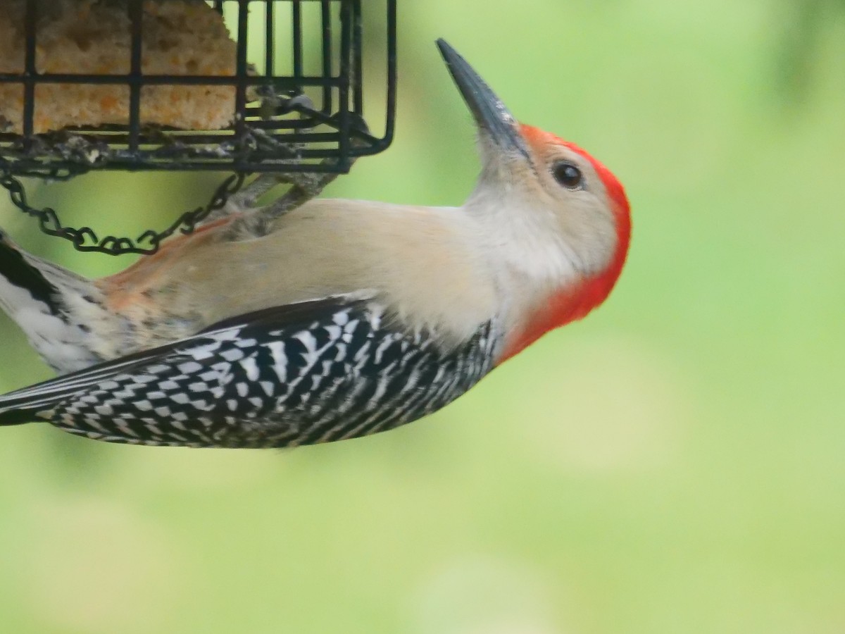 Red-bellied Woodpecker - Robert Strickland