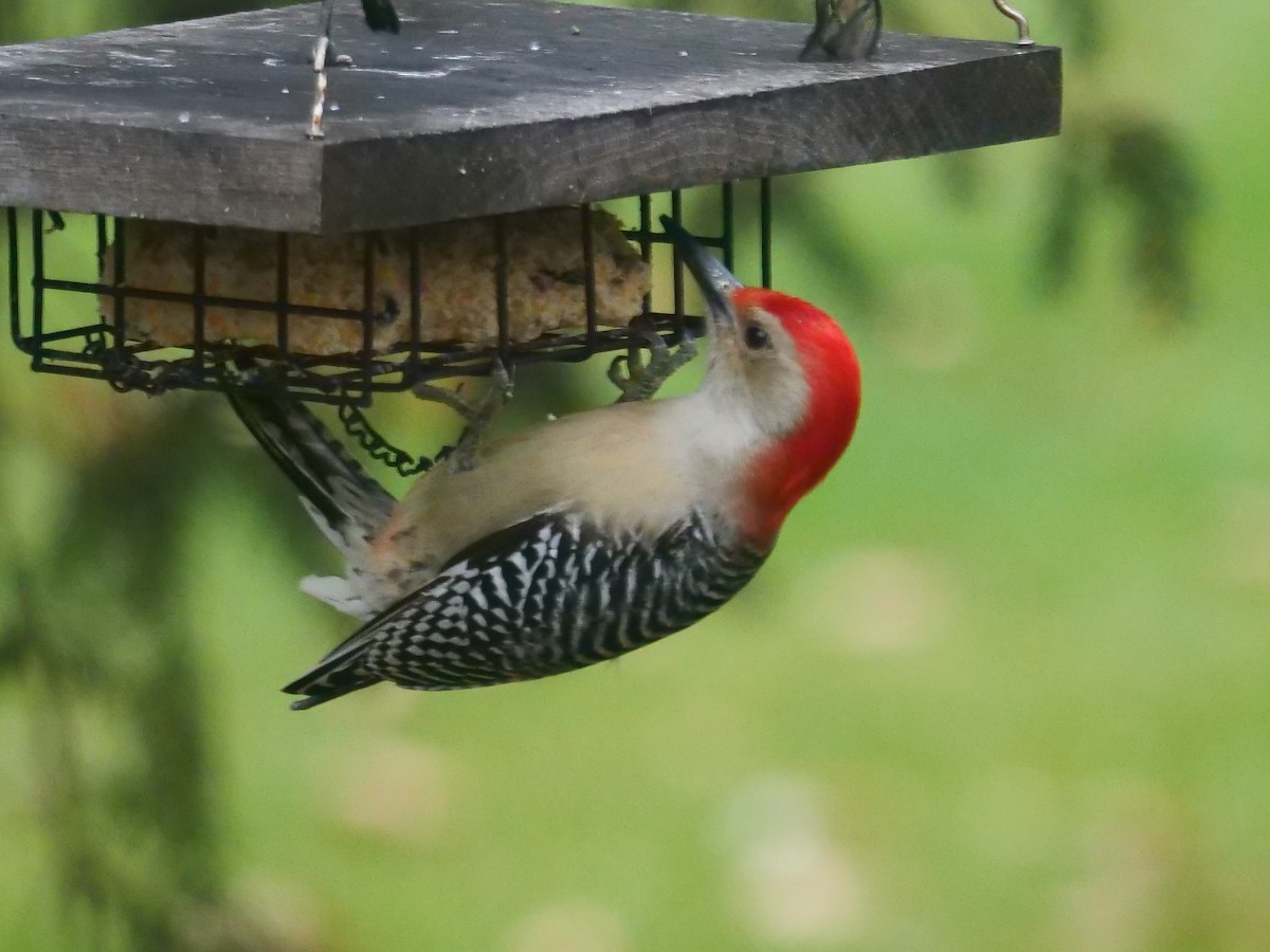 Red-bellied Woodpecker - ML611722516