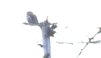 Northern Pygmy-Owl - ML611722529