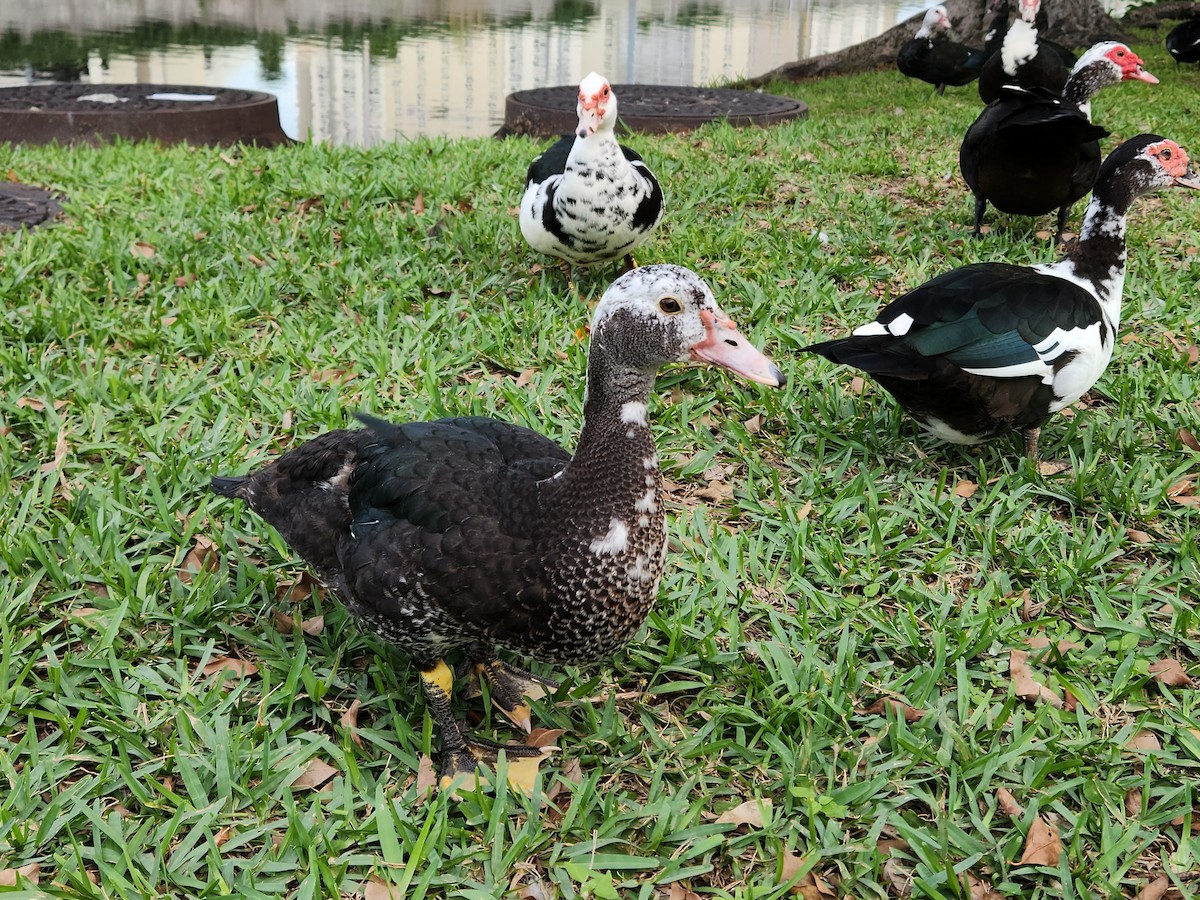 Muscovy Duck (Domestic type) - ML611722698