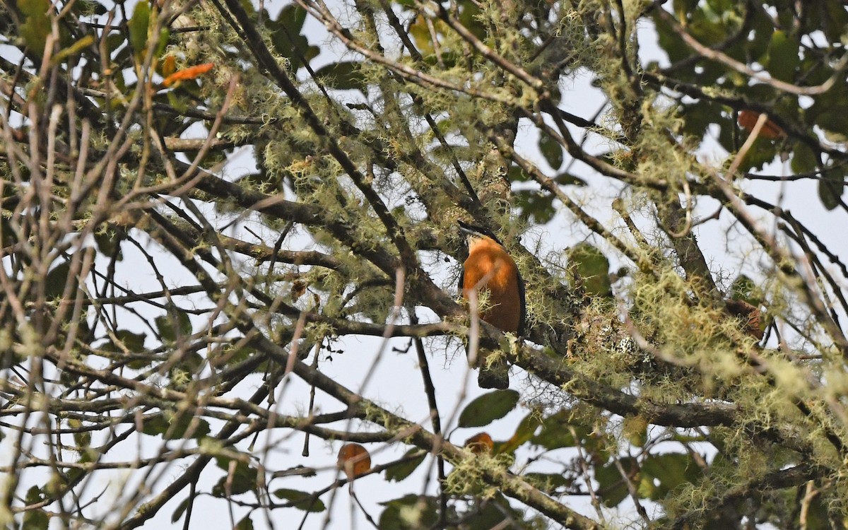 Chestnut-bellied Mountain Tanager - ML611722780