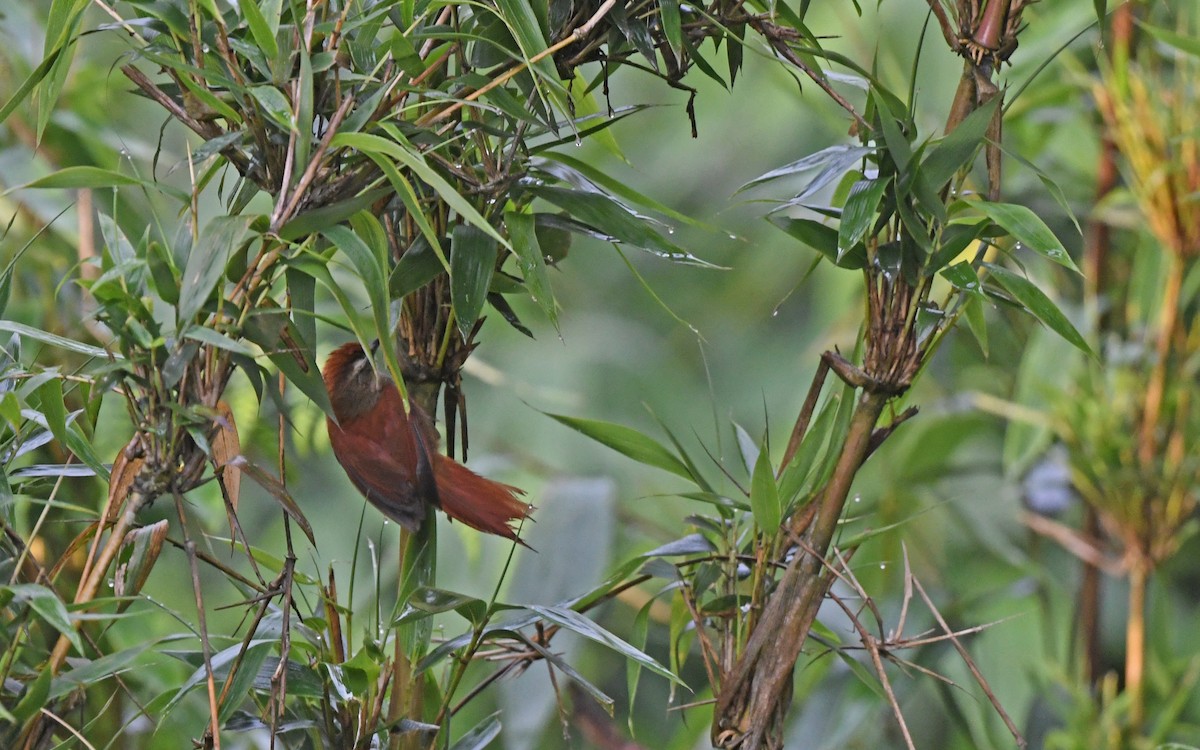 Marcapata Spinetail (Rufous-crowned) - ML611722798