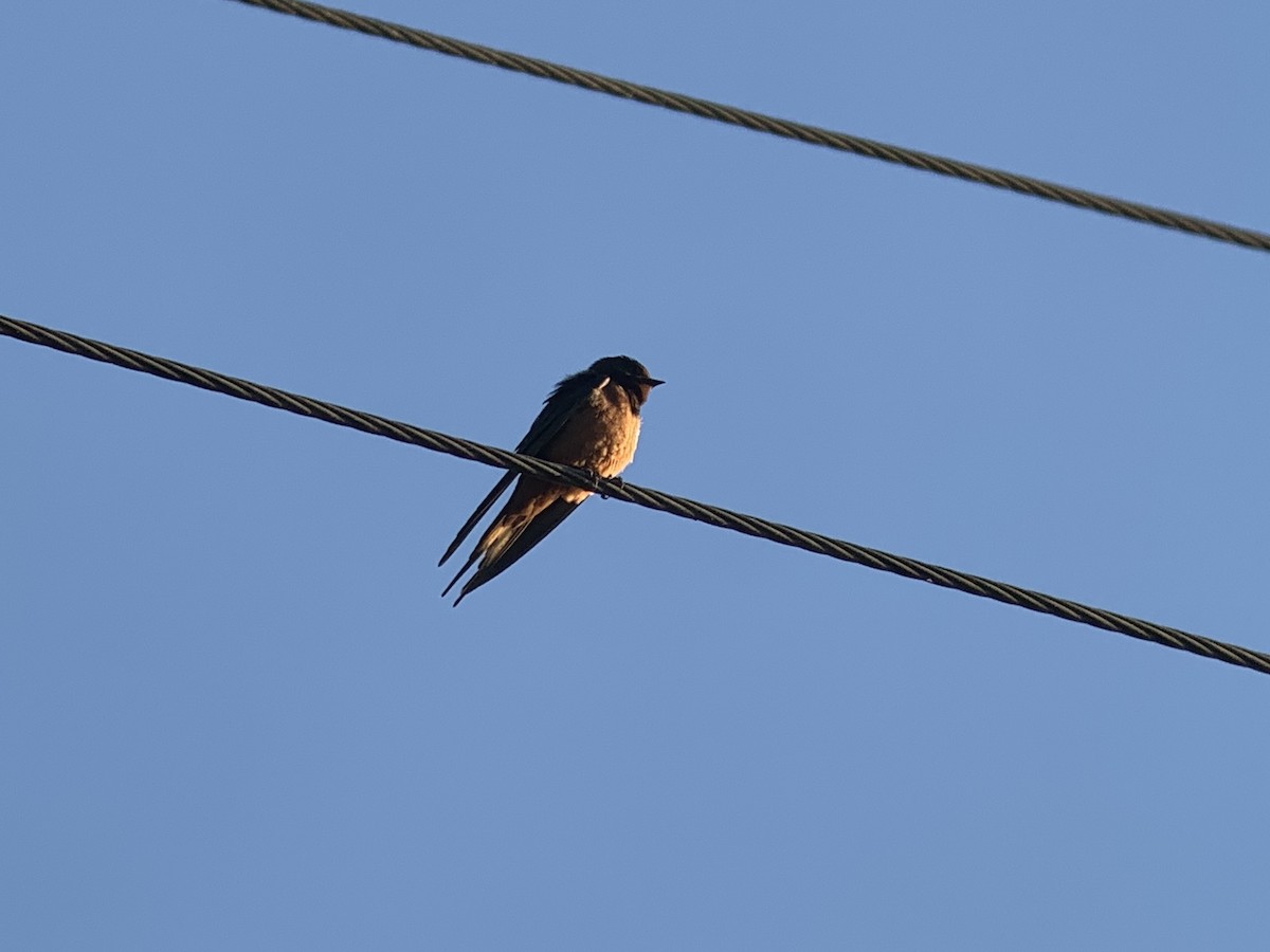Barn Swallow (Egyptian) - ML611722873